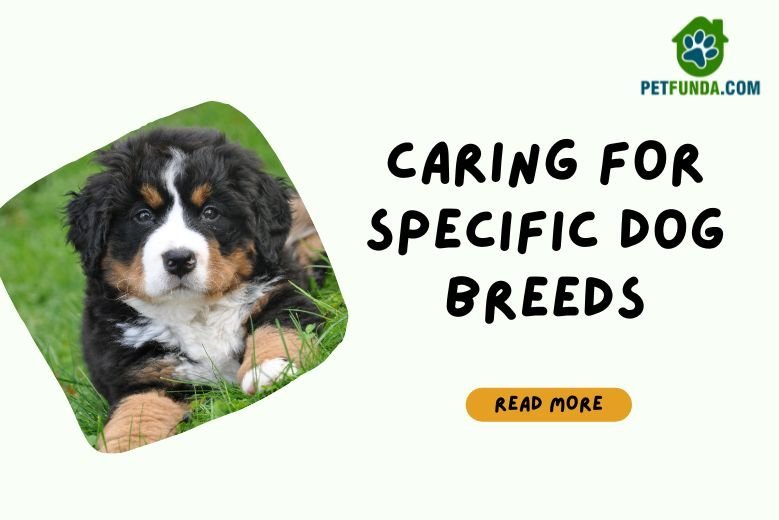 All you need to know about caring for specific dog breeds