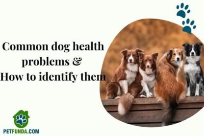 ten common dog health problems and how to identify them (2)