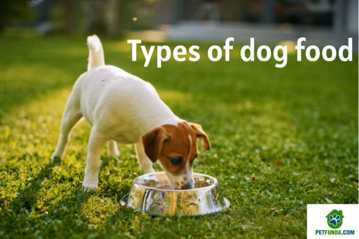 Ten types of dog food you should know about
