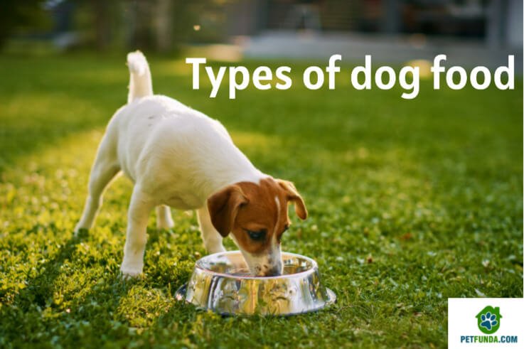 ten types of dog food you should know about