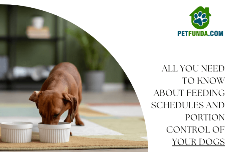 Dog feeding shedules