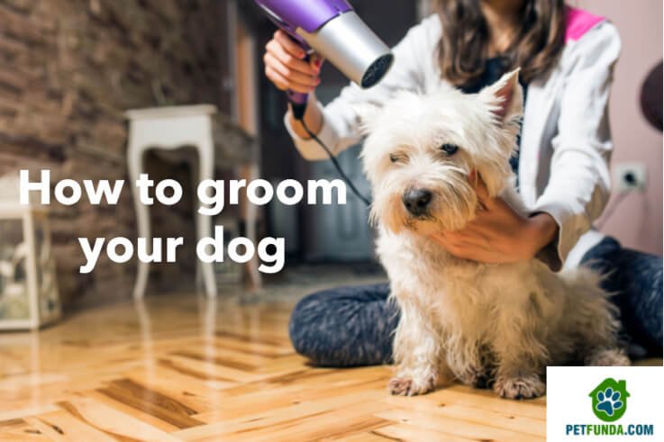 all you need to know about grooming your dog