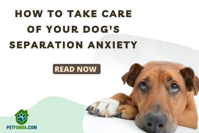 How to take care of your dog