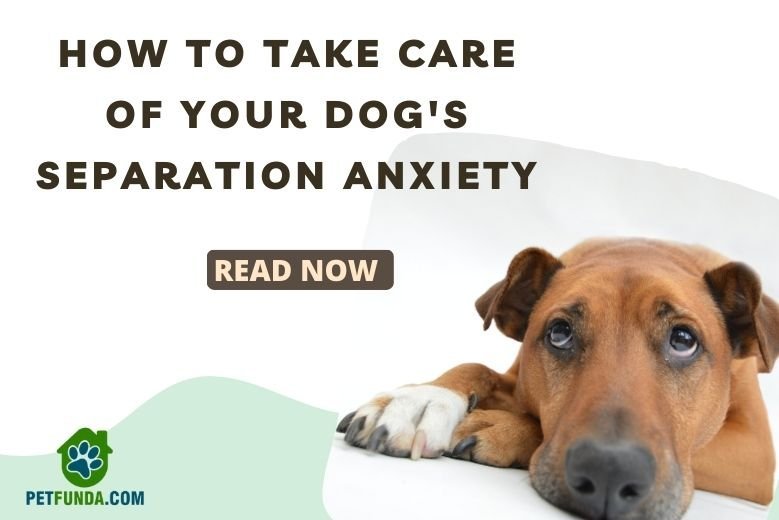 How to Deal with Dog Separation Anxiety