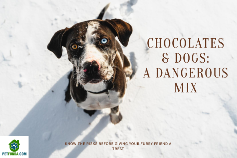 Is the chocolate dangerous for a dog?
