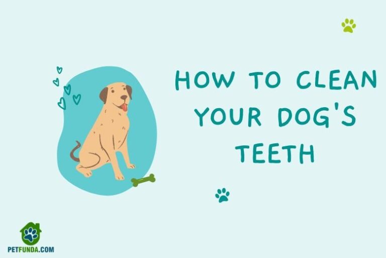 clean your dog teeth - tips and guide