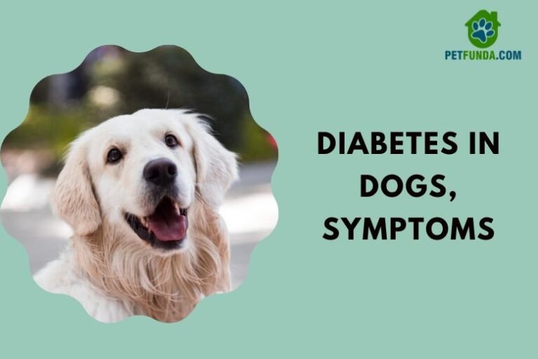 Symptoms of Diabetes in a Dog