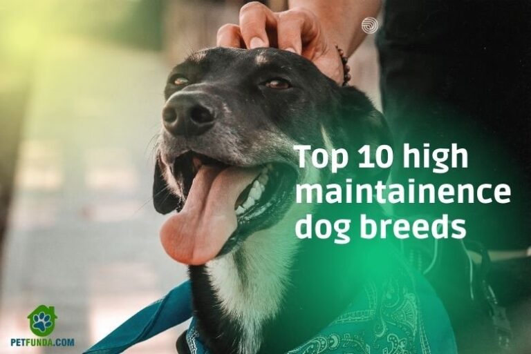 Top 10 High Maintenance Dog Breeds
