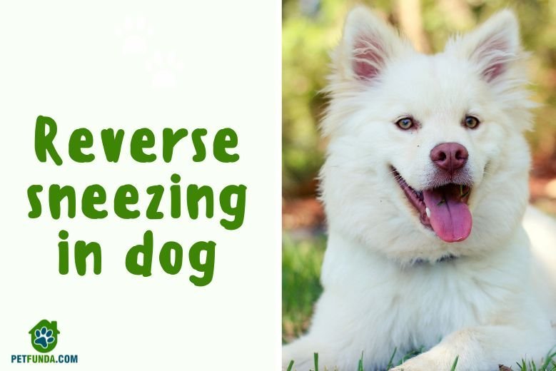 Understanding Reverse Sneezing in Dogs: Causes, Symptoms, and Remedies