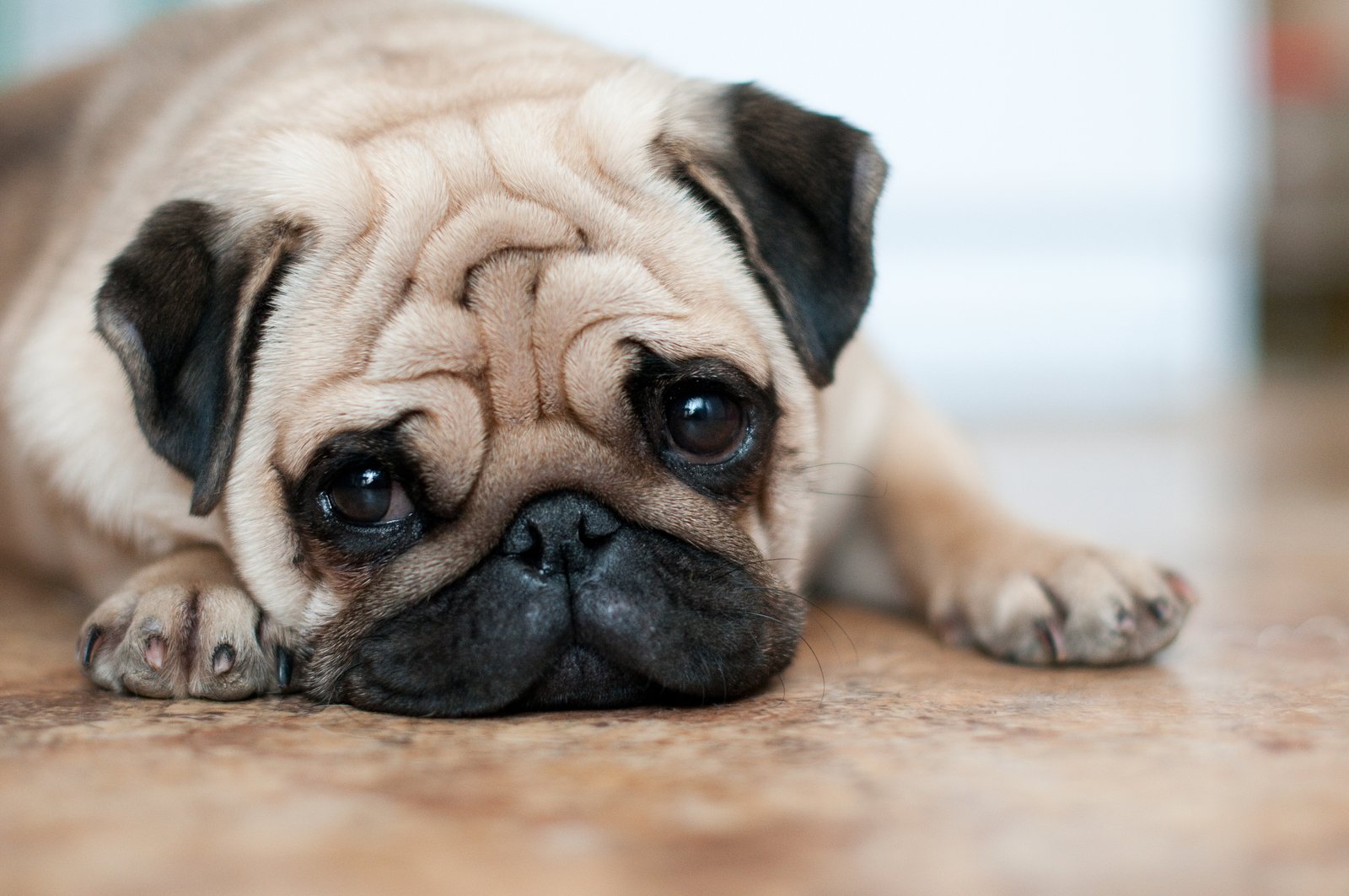 a sad dog lying on floor showing a way of pet communcation way