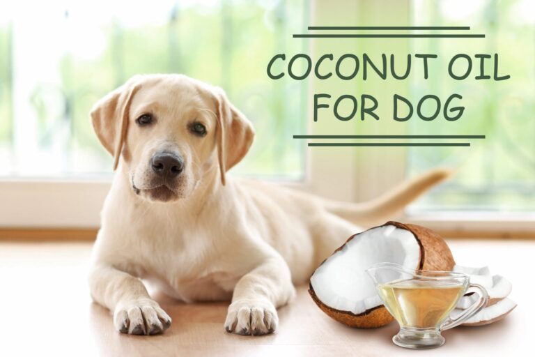 Coconut oil for dogs