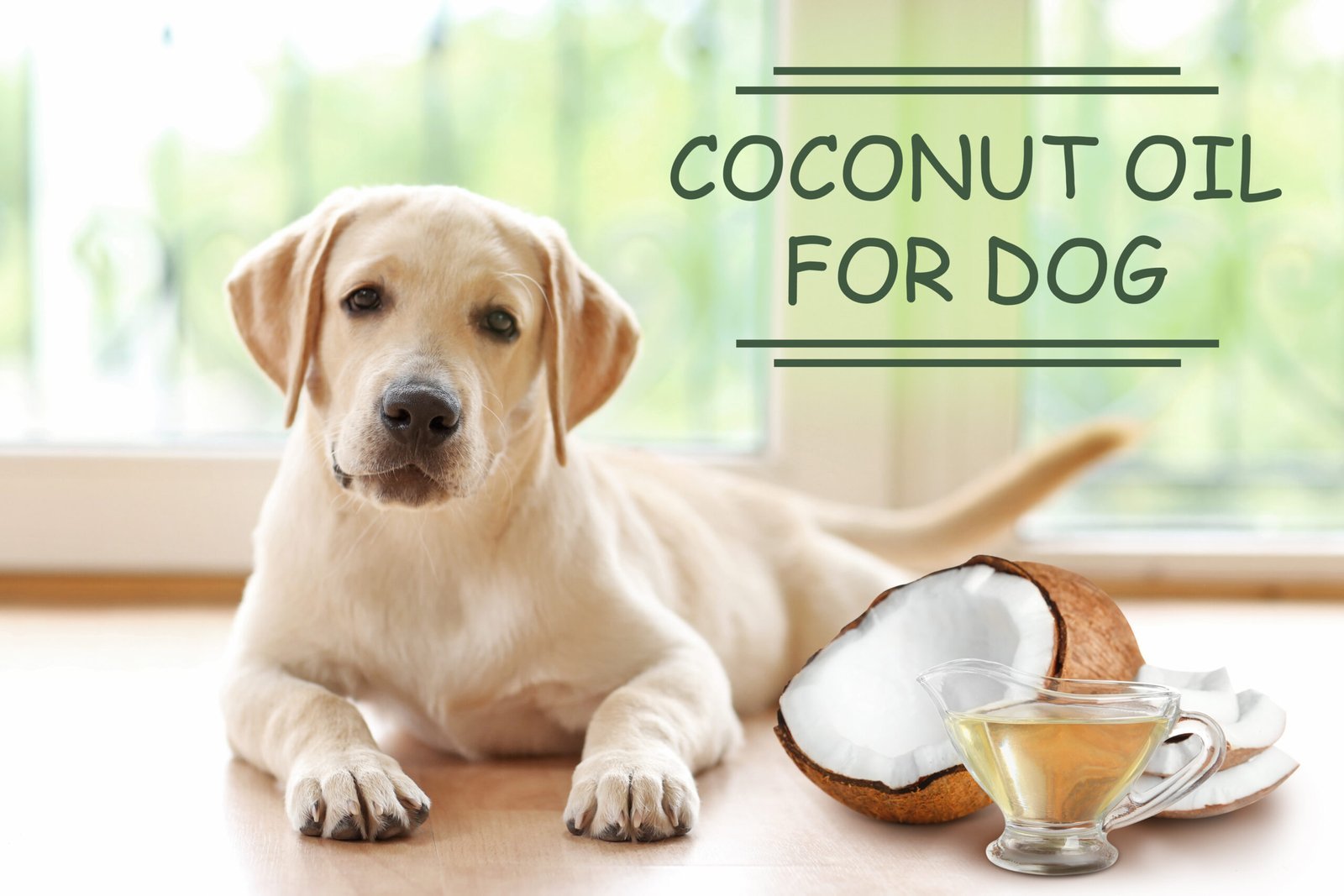 Coconut Oil for Dogs: A Natural Boost for Health and Happiness