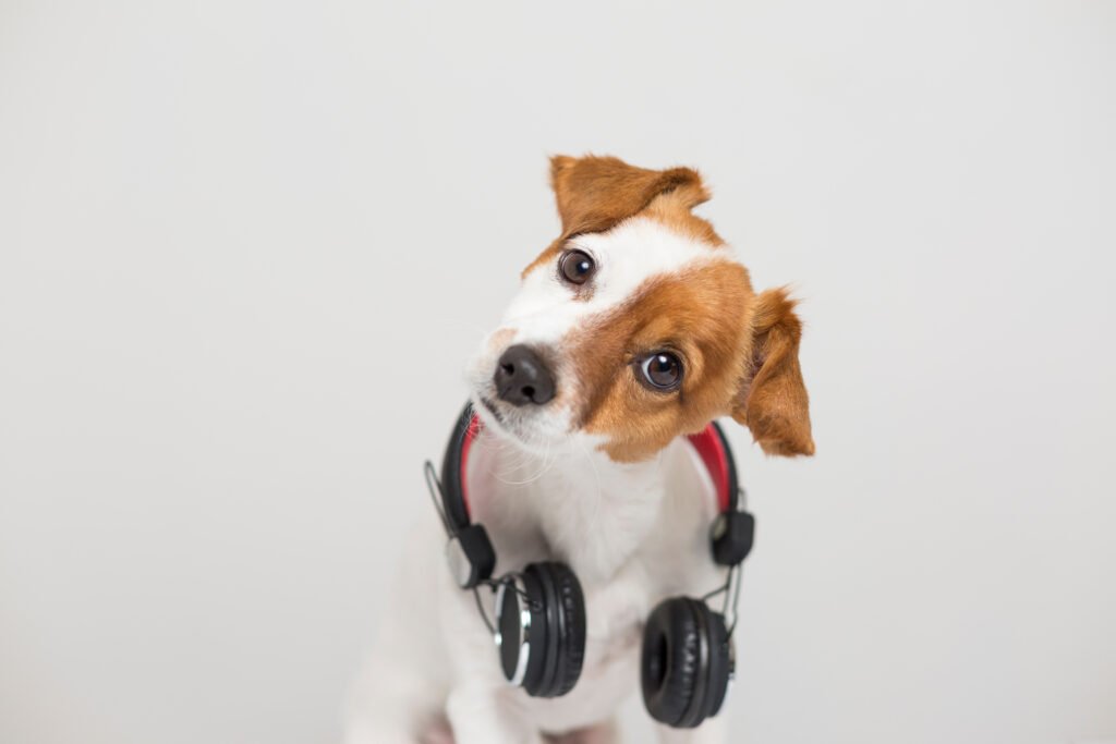 a vaccinated health dog with headphone
