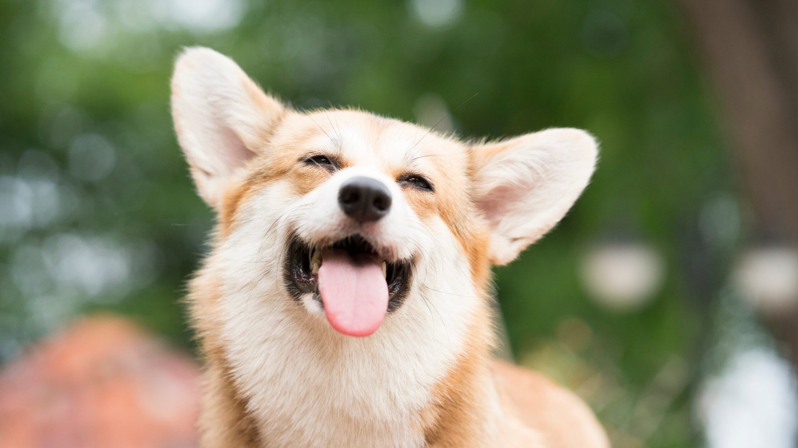 a happy dog