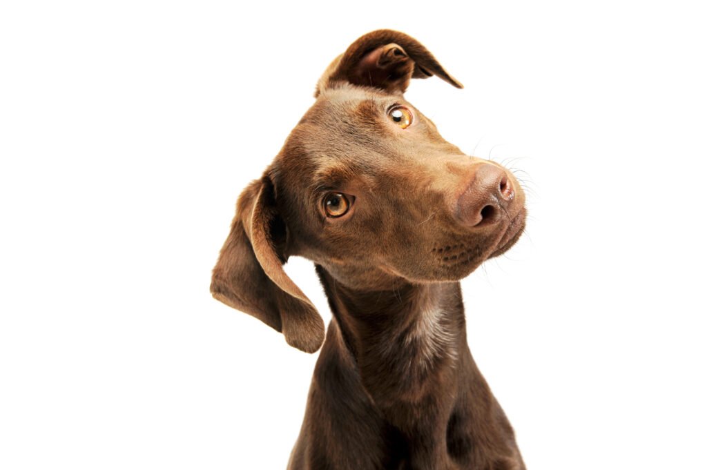 a dog looking upwards with tilted head showing a way of how dog communicate