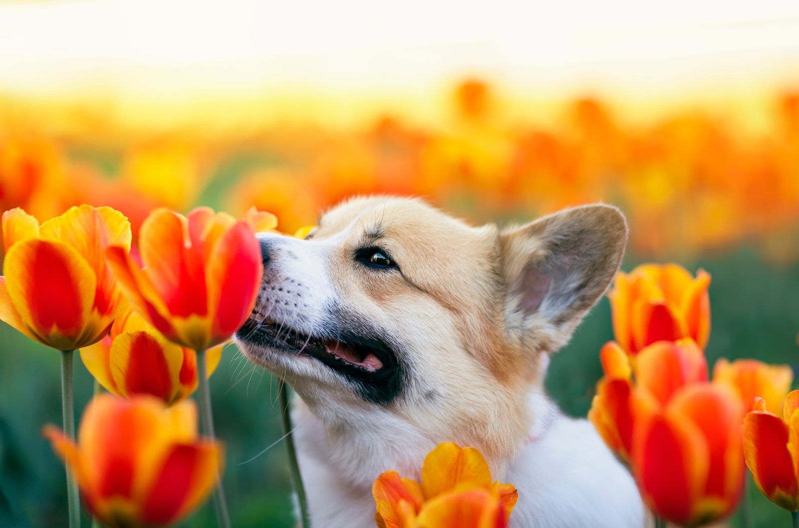 a dog smelling a flower