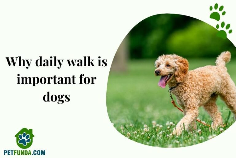 daily walk is imortant for dogs