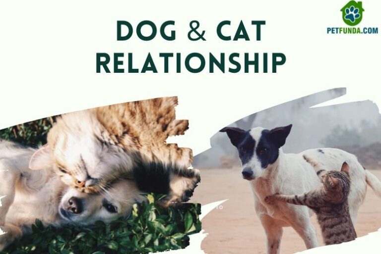 Dog and Cat Relationship