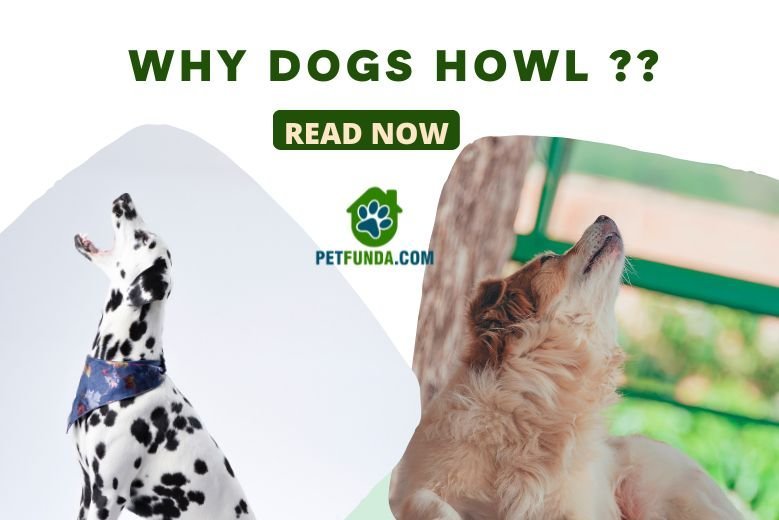 Why dog howl? The Mysteries of Canine Communication