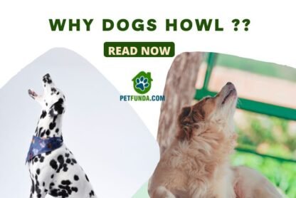 Why dog howl?