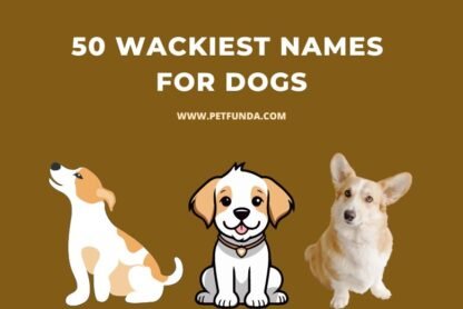50 Wackiest Names of Dogs