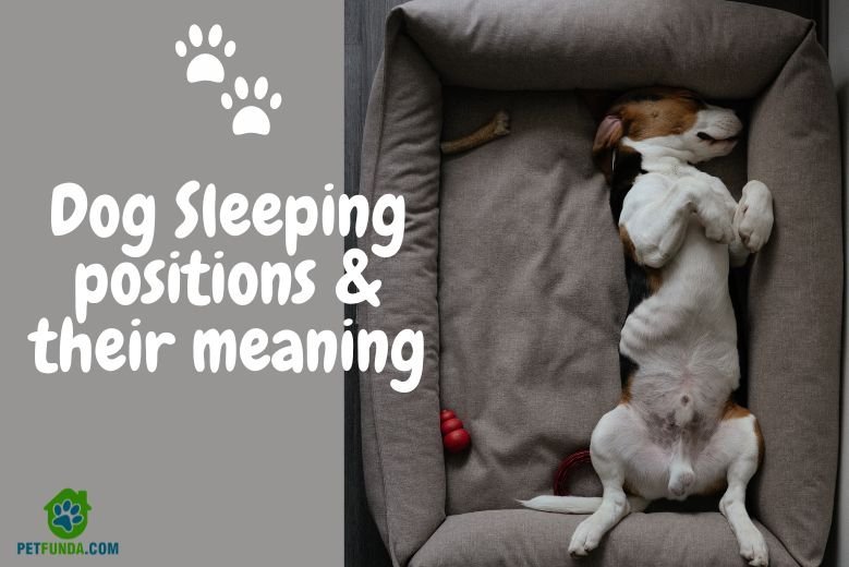 Decoding Dog Sleeping Positions: What They Mean and Their Significance