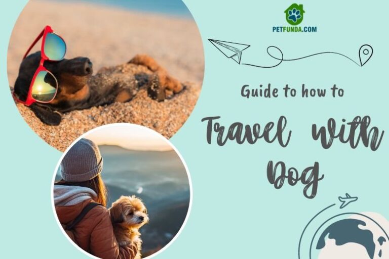 How to travel with a dog
