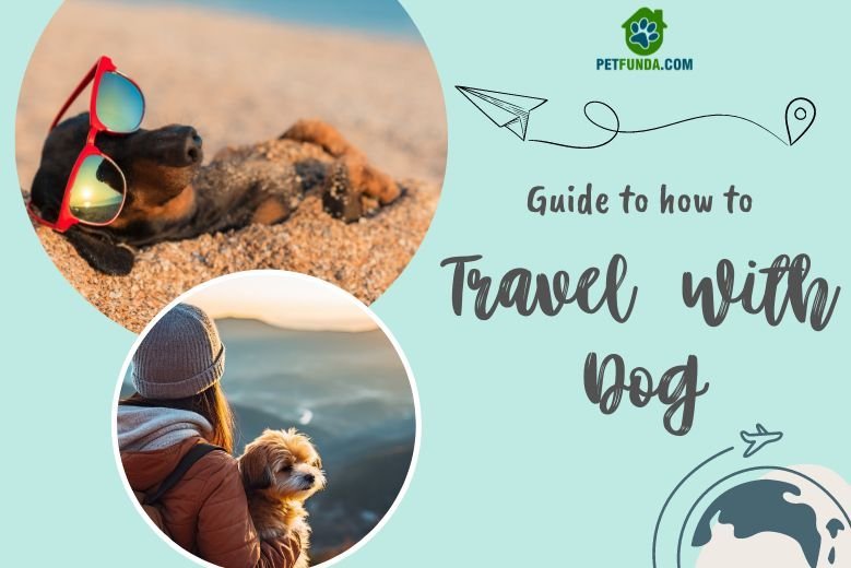 A Comprehensive Guide to Traveling with Your Dog