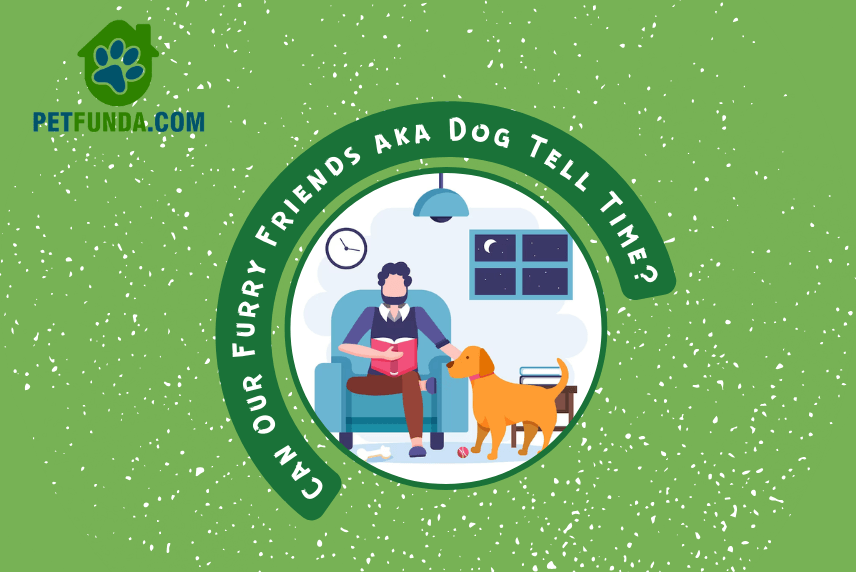 Pets and Time