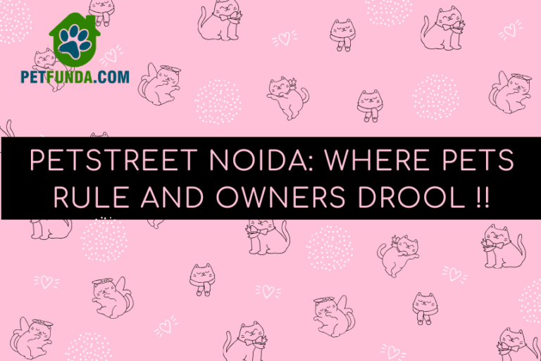 Petstreet Noida: Where Pets Rule and Owners Drool