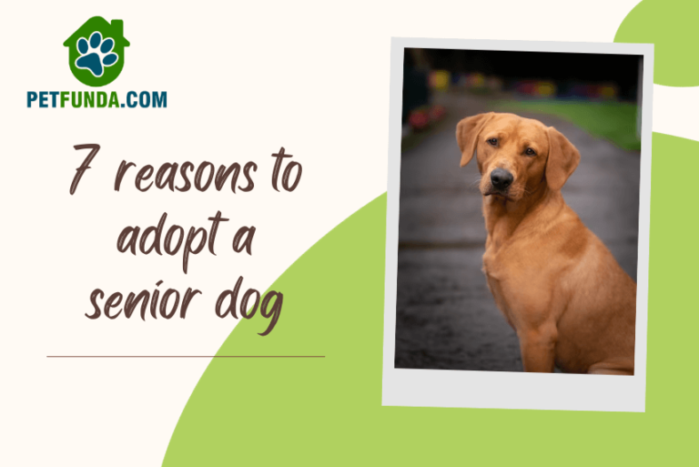 7 Compelling Reasons to Adopt a Senior Dog