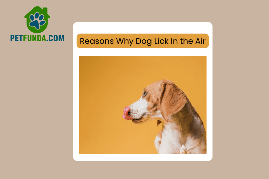 Reasons Why Dog Lick In the Air
