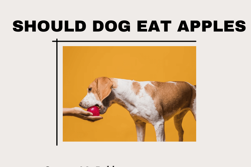 Feeding Apples to Dogs: Tips for a Safe and Healthy Treat