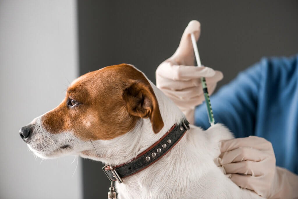 a dog getting dog vaccination injection by a vet