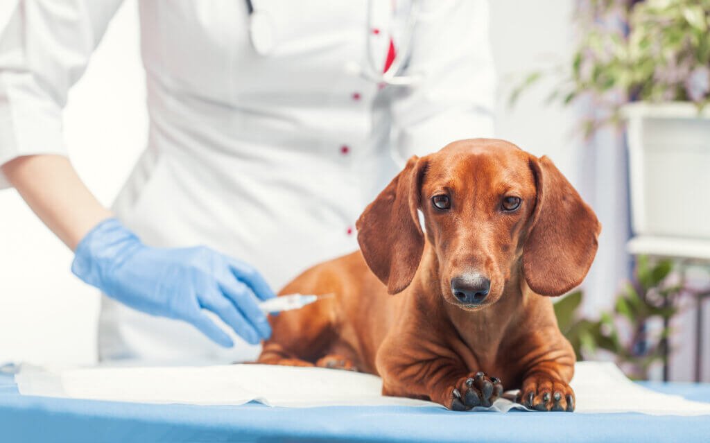 a dachshund breed dog getting vaccinated by a nurse