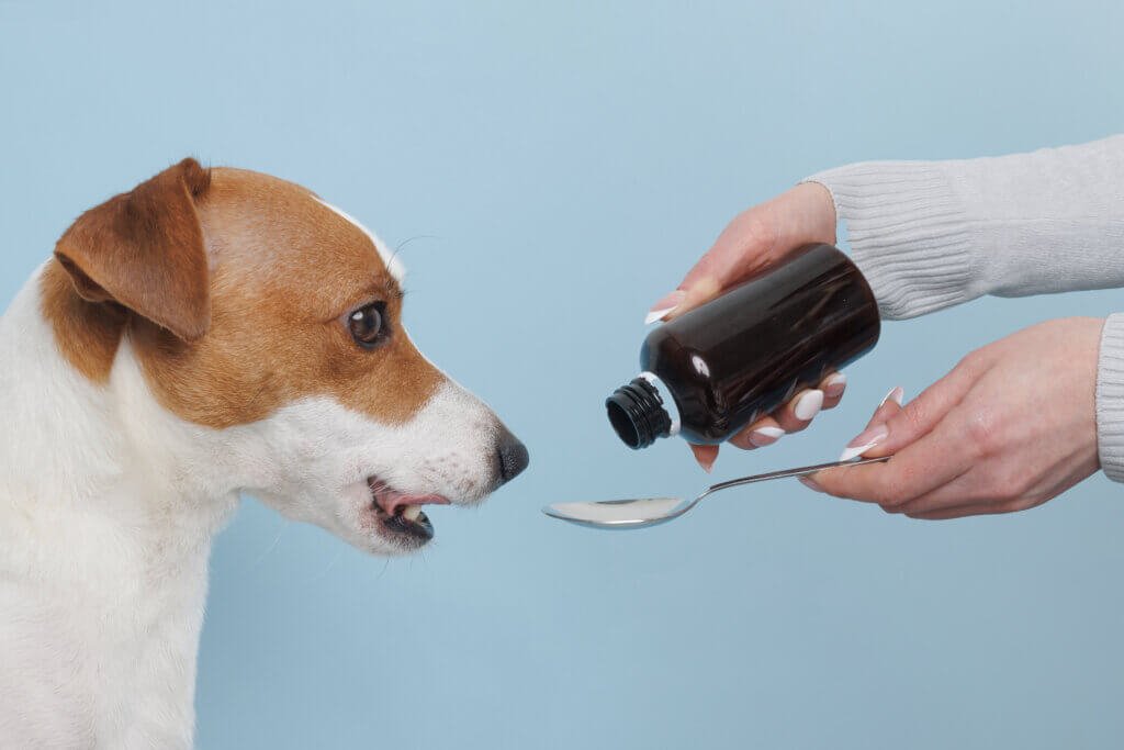 a dog eating his/her medicine syrup in a spoon by owner