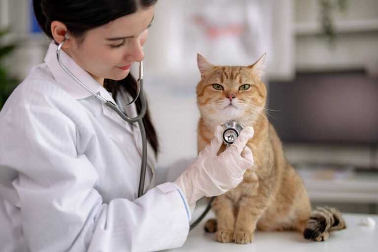 A female vet doctor examine to cat