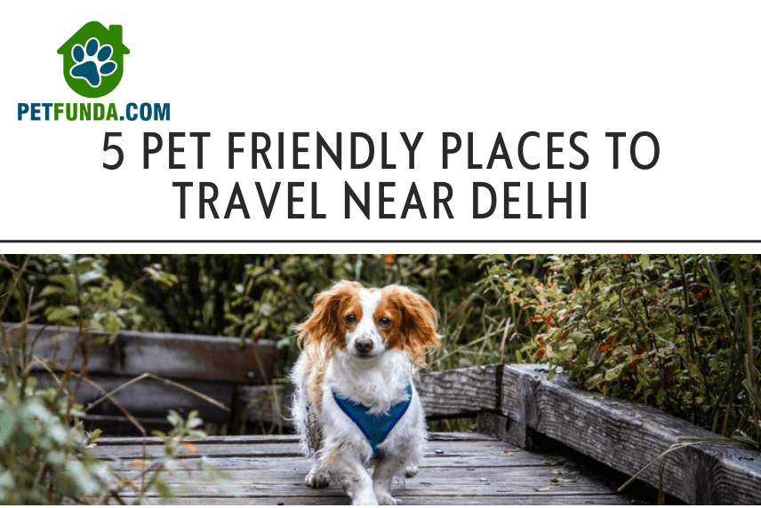 5 Pet-Friendly Places to Travel Near Delhi- Gear up for a Paw-Some Vacay!