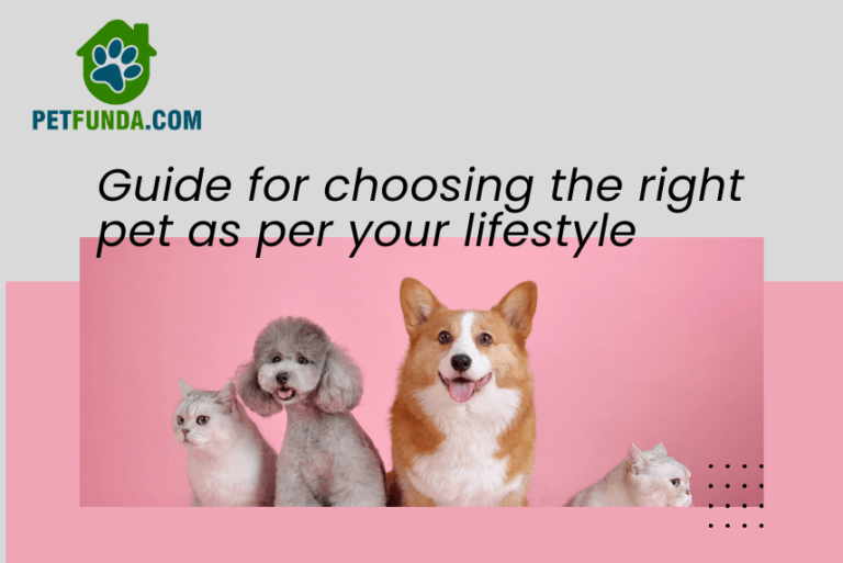 Guide for choosing the right pet