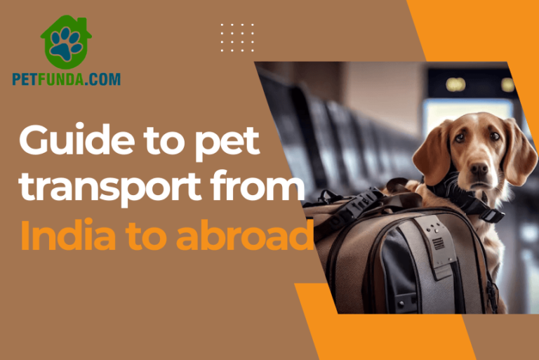 Guide to Pet Transport from India to Abroad- Furry Flyers Guide!