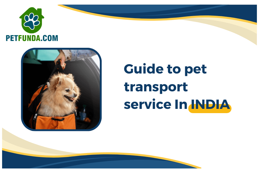 Guide to Pet Transport Service in India- Complete Guide for a Hassle-Free Pet Relocation!