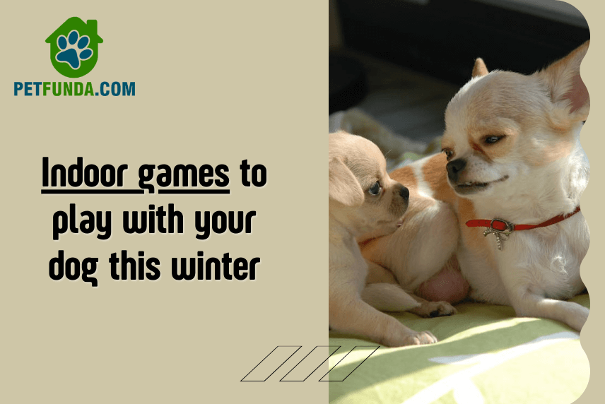 Indoor Games to Play With Your Dog this Winter!