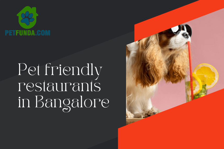 15 Popular Pet-Friendly Restaurants in Bangalore- For a Perfect Pet Day Out!