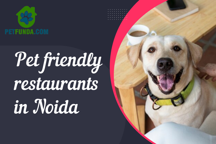 Top Pet-Friendly Restaurants in Noida- Ideal Hangout Spots for a Paw-Some Treat