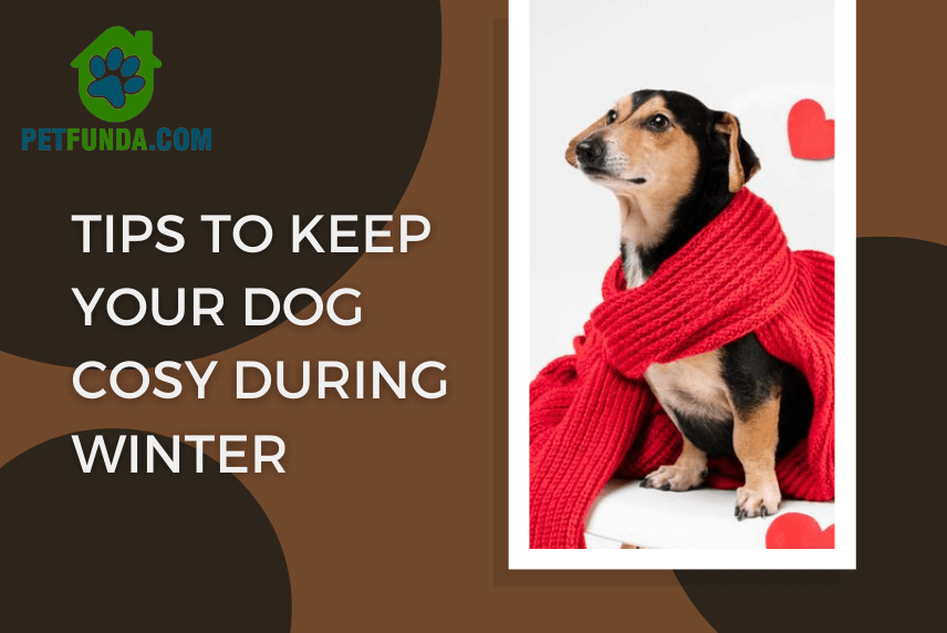 Tips to Keep Your Dog Cozy During Winter- Protect your Fur-Babies!