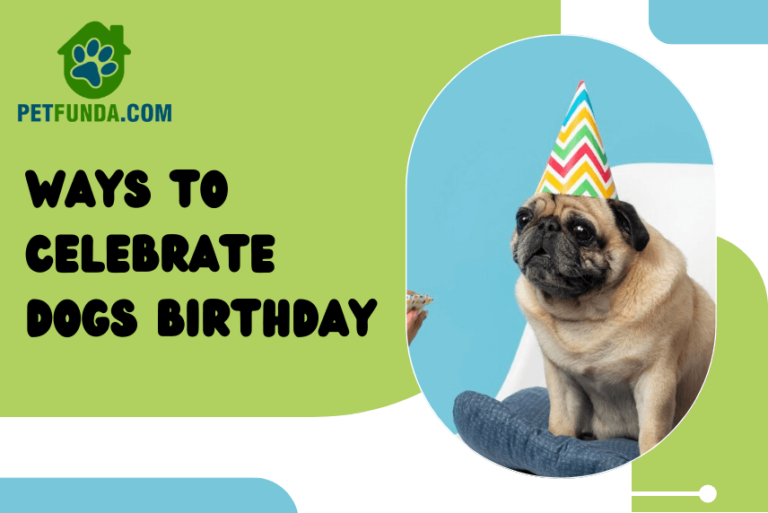 Ways to Celebrate Dog Birthday- Plan a Pawfect Good Time!
