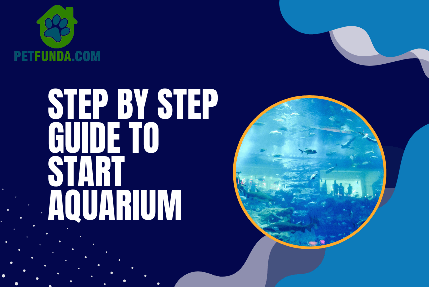 Step-by-Step Guide to Start Aquarium- Perfect for Beginners!