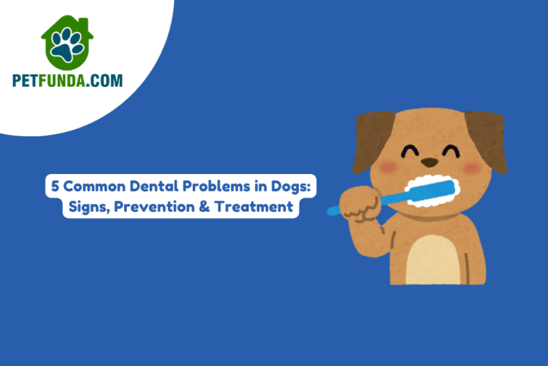 Common Dental Problems in Dogs