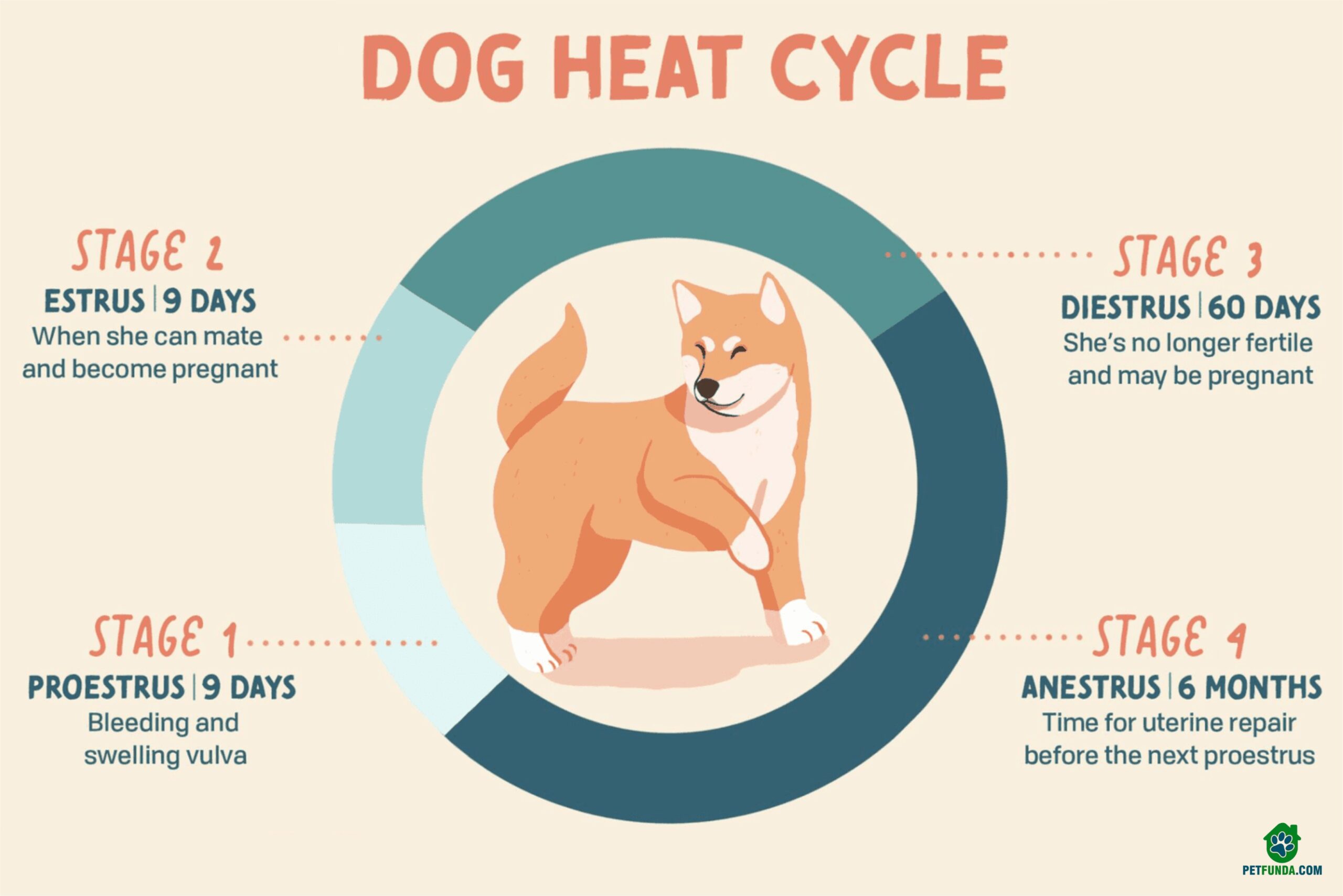 Complete Guide To Dog Heat Cycle Symptoms And Tips To Take Care All Complete Guide To Dog Heat Cycle Symptoms And Tips To Take Care All