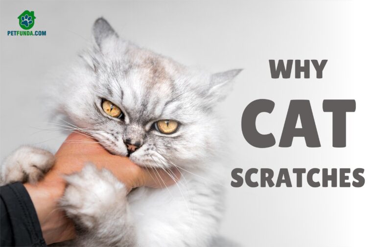 Why Cat Scratches